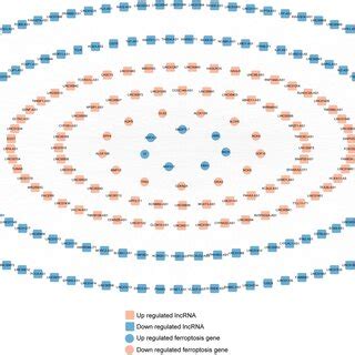 Co Expression Network Of Significantly Differentially Expressed Lncrnas