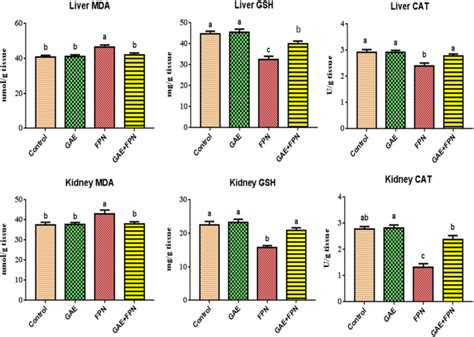 Effect Of Fpn Andor Gae On Hepatic And Renal Oxidantantioxidant