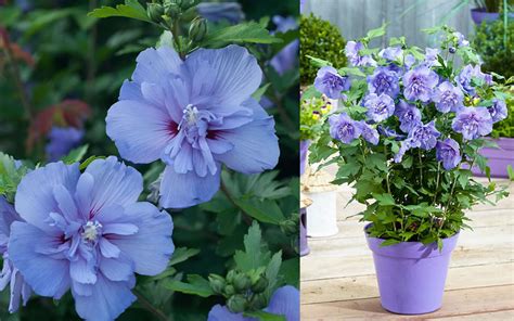 Buy Blue Chiffon Hibiscus Rose Of Sharon Free Shipping Wilson Bros