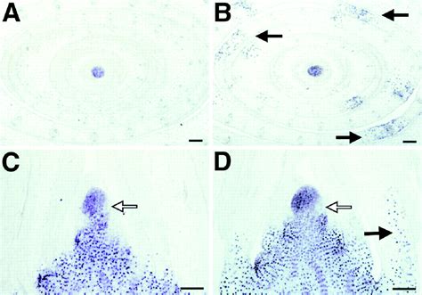 Rough Sheath A Myb Protein That Represses Knox Homeobox Genes In