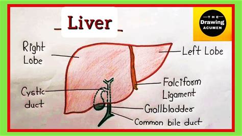 How To Draw Liver Diagram Step By Step For Beginners The Drawing Acumen Youtube