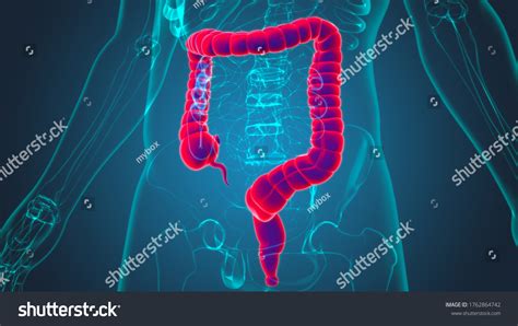 Large Intestine 3d Illustration Human Digestive Stock Illustration