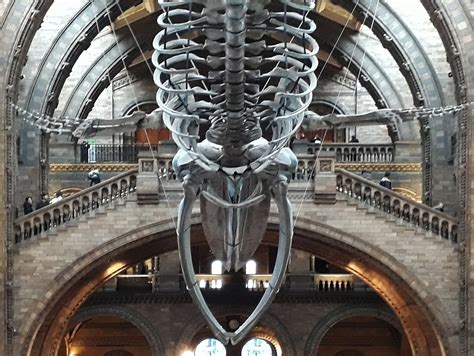 Whale Skeleton Bone National - Free photo on Pixabay - Pixabay