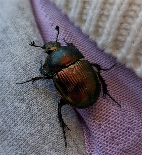 Japanese Earth Boring Dung Beetle From Kawaguchiko Tenjozan Park