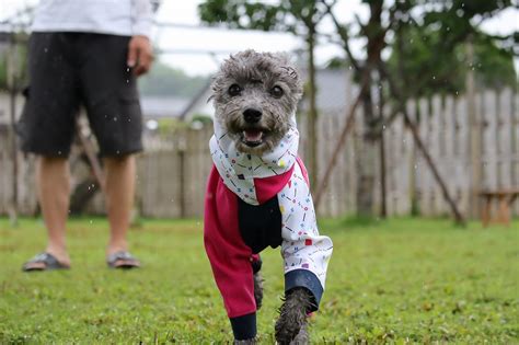 満足！｜宮崎のドッグランはdogrun Sol