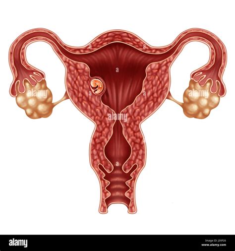 Implanted Human Embryo Concept And Successful Pregnancy Implantation In