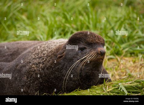 A Northern Fur Seal Lying On Green Grasses St Paul Island