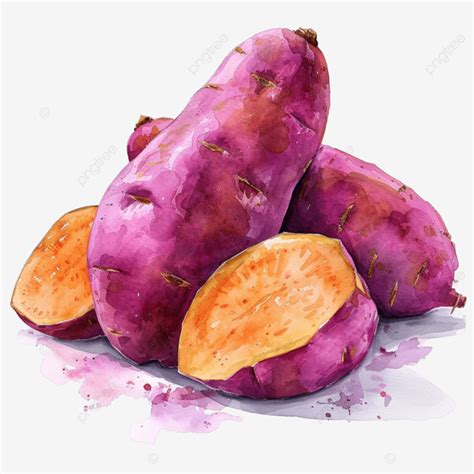 Watercolor Sweet Potato Sweet Potato Watercolor Png Transparent