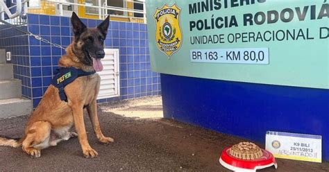 VÍDEO Cão farejador da PRF se aposenta após nove anos de serviços em SC