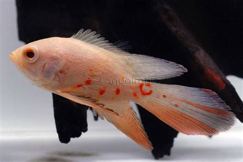 Longfin Albino Tiger Oscar Cichlid Astronotus Ocellatus Quality Marine