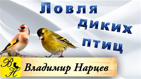 Ловля птиц на западок. - YouTube