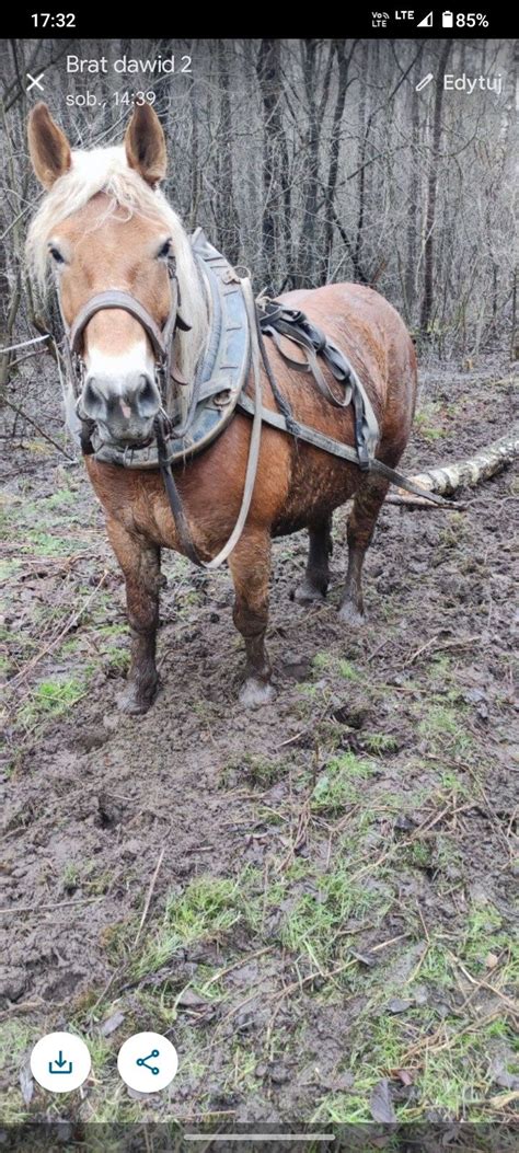 Klacz zimnokrwista Nowa Jastrząbka OLX pl