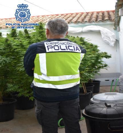 La Policía Nacional desmantela una plantación de marihuana en la