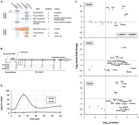 Frontiers Global Analysis Of The Zinc Homeostasis Network In