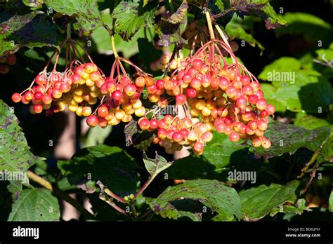 Viburnum Trilobum Wentworth American Cranberry Bush Hybrid With Berries