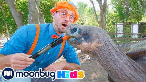 🐢 Blippi Visits a Zoo (Phoenix Zoo) @Blippi | Explore With Me!