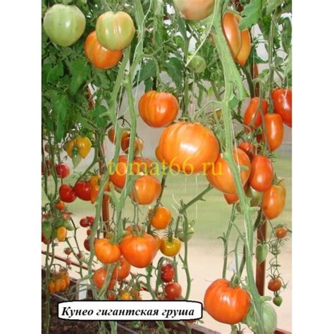 Кунео гигантская груша