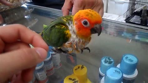 Going To The Pet Store To Buy A Sun Conure YouTube