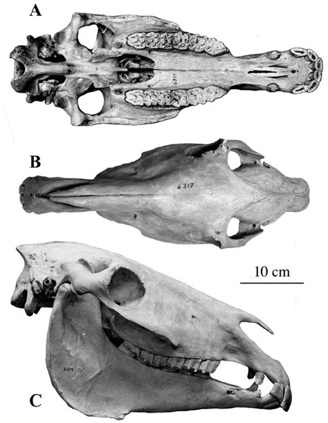 E. (Quagga) quagga skull PH 6317. (A) Ventral view; (B) Dorsal view;... | Download Scientific ...