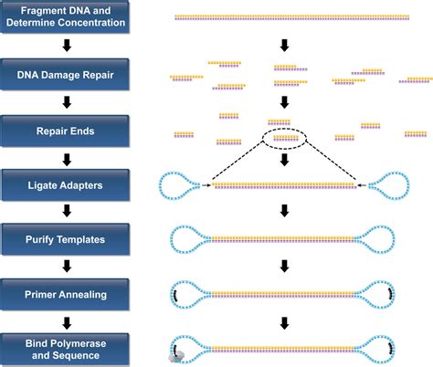 Overview Of PacBio SMRT Sequencing Principles Workflow And