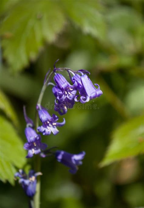 English Bluebell Wood In Spring Stock Photo Image Of Beech Woodland