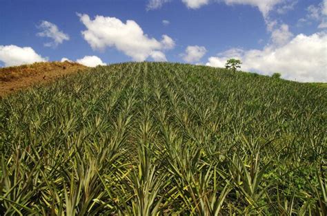 Diccionario de Agricultura ganadería 252 palabras