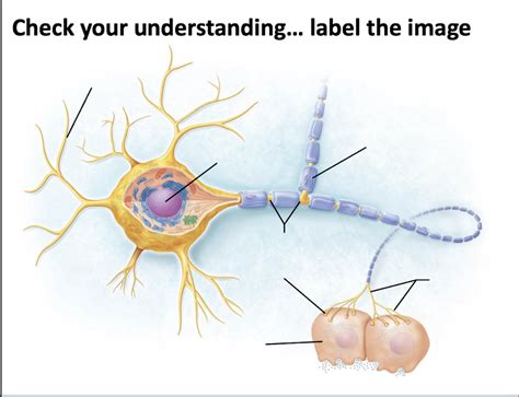 axon Diagram | Quizlet