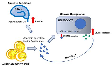 Nutrients Free Full Text Asprosin—a Fasting Induced Glucogenic And Orexigenic Adipokine As