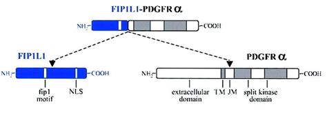 Fip1l1 Pdgfra Fusion Protein