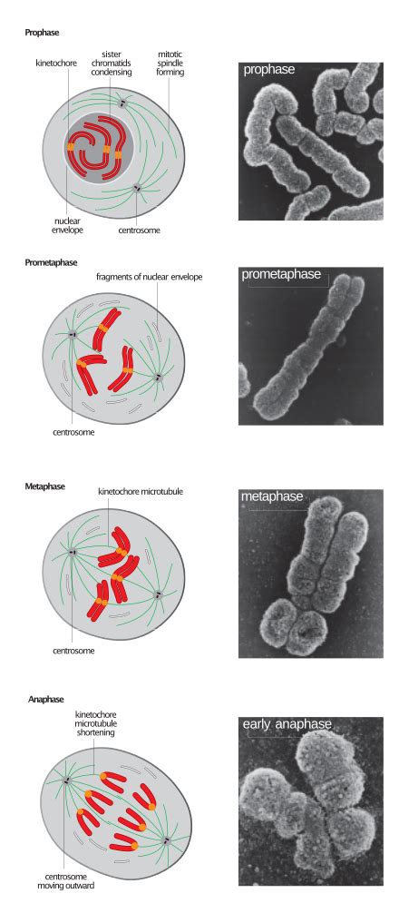 Prometaphase - Wikiwand