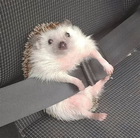 hedgehog pictures and jokes / funny pictures & best jokes: comics, images, video, humor, gif ...