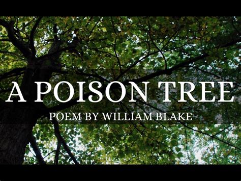 Poison Tree Poem Meaning Stanza By Stanza Kathyrn Sutter