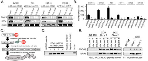 Cancers Free Full Text Pgc 1β And Errα Promote Glutamine Metabolism