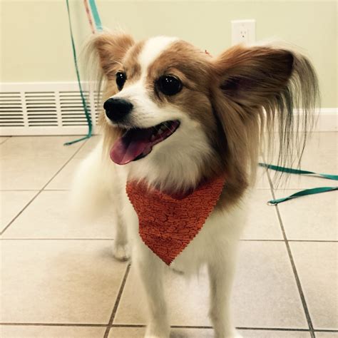 Gallery - OC PET GROOMING (Dog/ Cat)