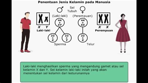 Hereditas Penentuan Jenis Kelamin Manusia Youtube