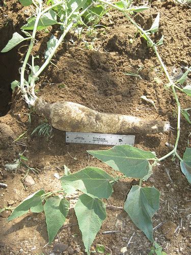 Foraging Texas: Buffalo Gourd