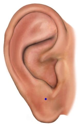 Midterm Points Auricular Flashcards Quizlet