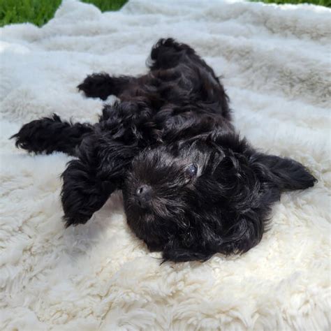 Milo Black Maltipoo Puppy Male Micheles Puppies And Paws