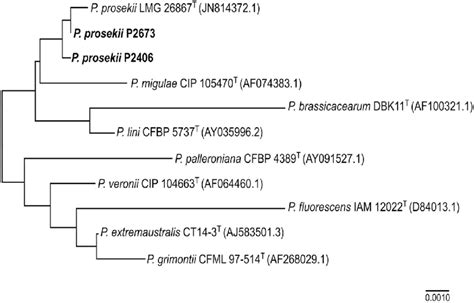 Phylogenetic Tree Showing The Current Position Of Pseudomonas Prosekii