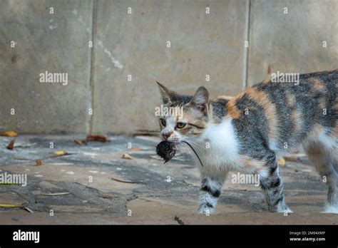 Cat hunt mouse encounter closeup Stock Photo - Alamy