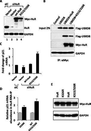 The P97UBXD8 Complex Destabilizes MRNA By Promoting Release Of