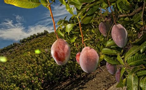 10 Beneficios Del Mango Reyes Gutiérrez