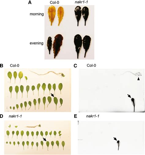 Figure From Arabidopsis Npcc Nakr Is A Phloem Mobile Metal Binding