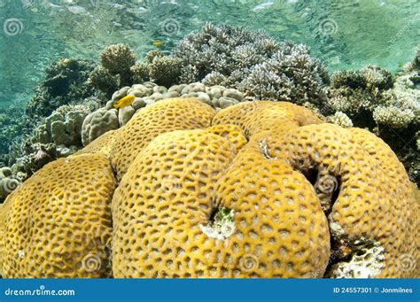 Yellow Healthy Coral Reef Stock Image Image Of Woman 24557301