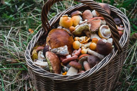 Guide To Foraging For Fall Mushrooms In Oregon In