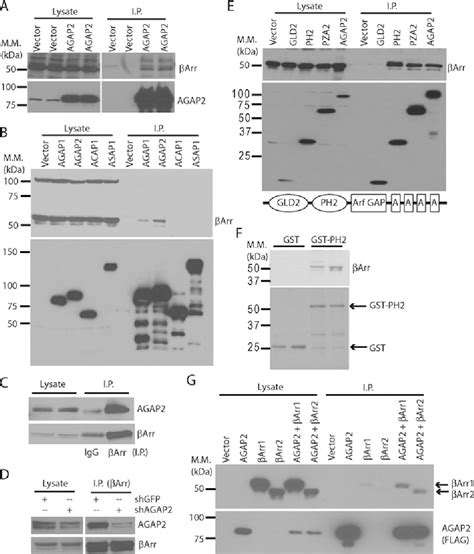 Figure 1 from The Arf GAP AGAP2 interacts with β arrestin2 and