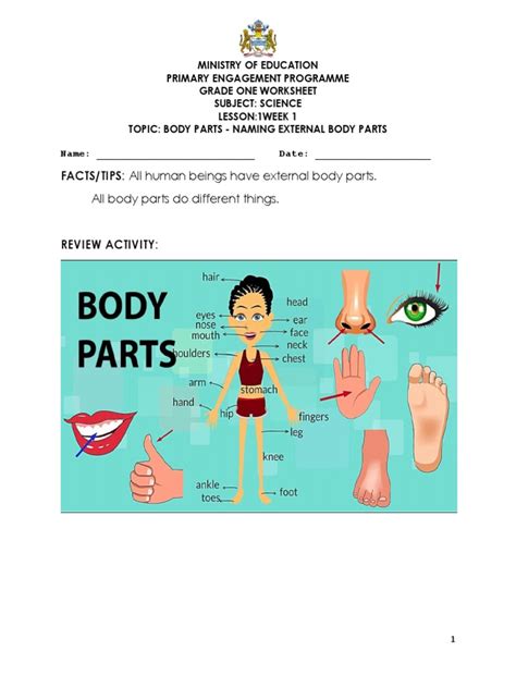 Grade 1 Science Weeks 1-4 Worksheets - Term 1 | PDF | Foods | Hand