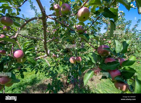 Las manzanas orgánicas cerrar en un árbol en un huerto de manzanas