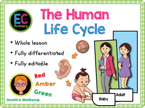 Human Life Cycle Ks1 Teaching Resources