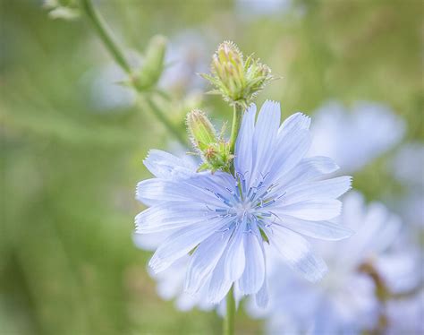 Blue Summer Flowers